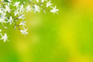 Blumenhintergrund mit hellen Frühlingsblumenglocken foto