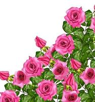 die Knospen von Blumen Rosen. foto