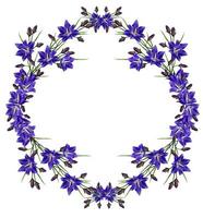 Blaue Blumen Campanula isoliert auf weißem Hintergrund foto