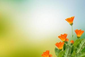 Calendula-Blüten auf dem Hintergrund der Sommerlandschaft. foto