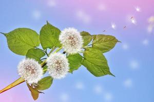 Flauschige Löwenzahnblüte vor dem Hintergrund der Sommerlandschaft. foto