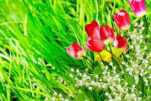 Frühlingsblumen Narzissen und Tulpen. Maiglöckchen foto