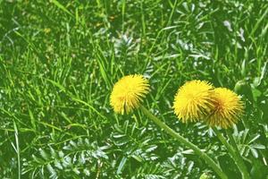 Flauschige Löwenzahnblüte vor dem Hintergrund der Sommerlandschaft. foto