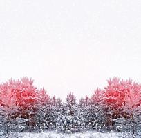 Wald im Frost. Winterlandschaft. schneebedeckte Bäume. foto