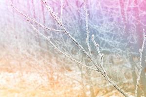 gefrorener Winterwald mit schneebedeckten Bäumen. foto