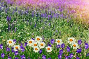 Sommerlandschaft mit Wildblumen. foto