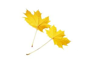 zwei gelbe Blätter. leuchtend bunte Herbstblätter. Natur foto