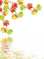 Blätter im Herbst isoliert auf weißem Hintergrund. foto