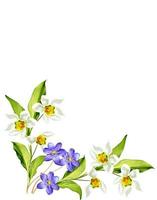 Frühlingsblumen Schneeglöckchen isoliert auf weißem Hintergrund foto
