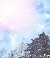 Wald im Frost. Winterlandschaft. schneebedeckte Bäume. foto