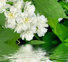 Frühlingslandschaft mit zarten Jasminblüten foto