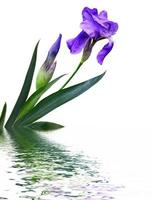 Frühlingsblumen Iris isoliert auf weißem Hintergrund. foto