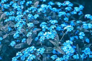 me-nots Wildblumen auf dem Hintergrund der Sommerlandschaft. foto