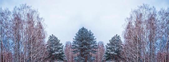 gefrorener Winterwald mit schneebedeckten Bäumen. foto