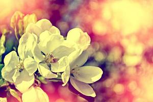 Frühlingslandschaft. blühender Apfelbaum. Garten. Natur foto