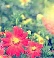 bunte Blumen Dahlie auf dem Hintergrund der Sommerlandschaft foto