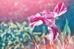 helle bunte irisblumen auf einem hintergrund der frühlingslandschaft. foto