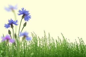 Kornblumenblaue Feldblumen vor dem Hintergrund der Sommerlandschaft. foto