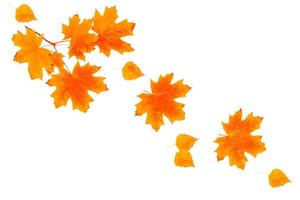 leuchtend bunte Herbstblätter. Ahorn foto