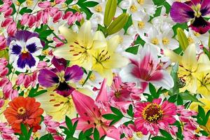 Blumenhintergrund von bunten Blumen. farbenfrohe Blumen. foto