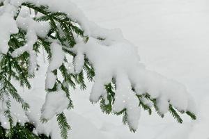 Winterlandschaft. schneebedeckte Bäume foto