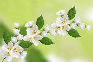 weißer jasmin der zweig zarte frühlingsblumen foto