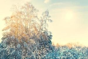 gefrorener Winterwald mit schneebedeckten Bäumen. foto