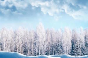 gefrorener Winterwald mit schneebedeckten Bäumen. foto