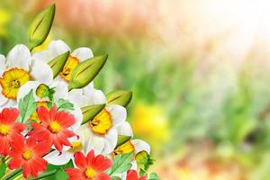 schöne frühlingsblumen narzissen. gelbe Blumen. foto