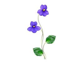 Frühlingsblumen violett isoliert auf weißem Hintergrund. foto