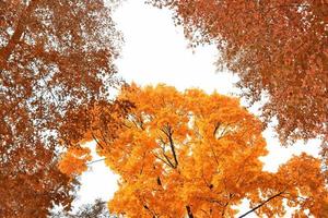 Herbstlandschaft mit leuchtend buntem Laub. Indischer Sommer. foto