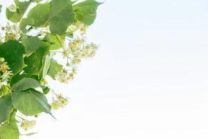 Zweig weißer Lindenblüten auf einer Sommerlandschaft im Hintergrund foto