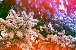 gefrorener Winterwald mit schneebedeckten Bäumen. foto