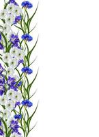 Blumen Kornblumen isoliert auf weißem Hintergrund foto