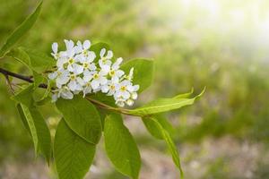 abstrakter unscharfer hintergrund der frühlingsvogelkirschblumen. Natur. foto