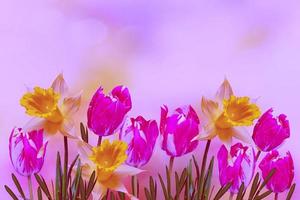 helle und bunte frühlingsblumen narzissen und tulpen foto