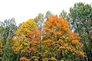 Herbstlandschaft mit bunten hellen Bäumen. Indischer Sommer foto