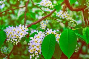 blühender Zweig Kirschbaum. leuchtend bunte Frühlingsblumen foto