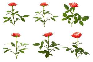 fünf rote Rosen auf weißem Hintergrund. Blumenhintergrund foto