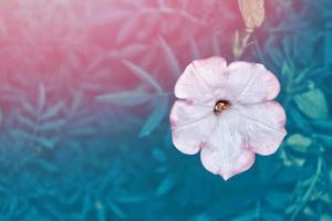 Petunien bunte Blumen foto