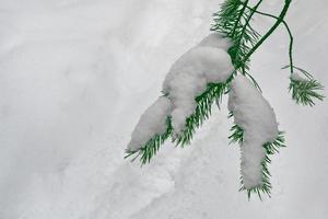 gefrorener Winterwald mit schneebedeckten Bäumen. foto