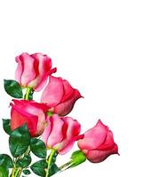 die Knospen von Blumen Rosen. foto