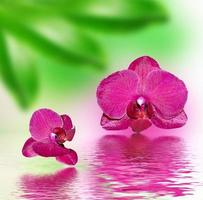 Nahaufnahme der Orchidee. Blumenstrauß Orchidee foto