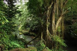 Dschungelfluss, der sich durch Wald auf Bali-Insel, Indonesien windet