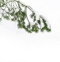 Wald im Frost. Winterlandschaft. schneebedeckte Bäume. foto