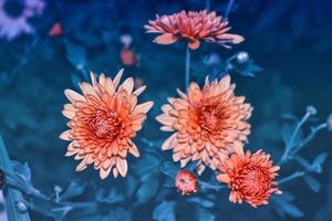 bunte Chrysanthemenblumen auf einem Hintergrund der Herbstlandschaft foto