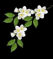 Zweig der Jasminblüten isoliert auf weißem Hintergrund foto