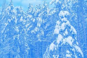 gefrorener Winterwald mit schneebedeckten Bäumen. foto