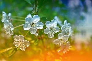 leuchtend bunte Frühlingsblumen foto