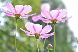 bunte Kosmosblumen auf einem Hintergrund der Sommerlandschaft. foto